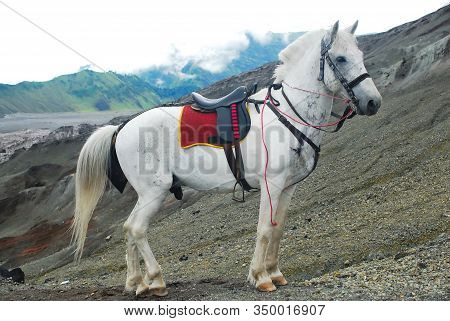 Horses For Tourist Services At Bromo Volcano, Tengger National Park, Indonesia.
It Takes Tourists To