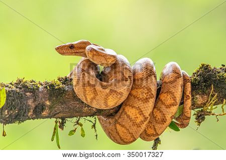 Boa (corallus Annulatus). Parque Nacional Volcan Arenal. Costa Rica