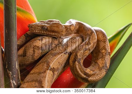 Boa (corallus Annulatus). Parque Nacional Volcan Arenal. Costa Rica