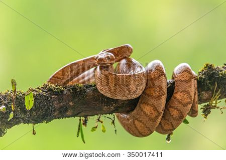 Boa (corallus Annulatus). Parque Nacional Volcan Arenal. Costa Rica