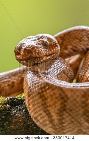 Boa (corallus Annulatus). Parque Nacional Volcan Arenal. Costa Rica