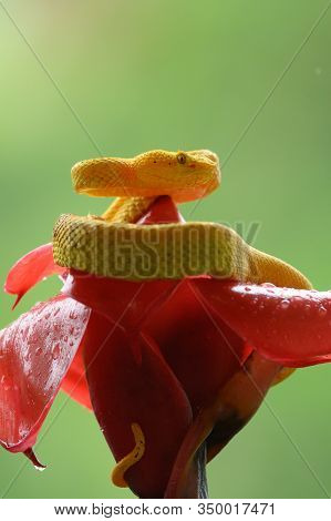 Boa (corallus Annulatus). Parque Nacional Volcan Arenal. Costa Rica