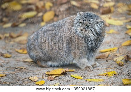 Pallas's Cat (otocolobus Manul). Manul Is Living In The Grasslands And Montane Steppes Of Central As