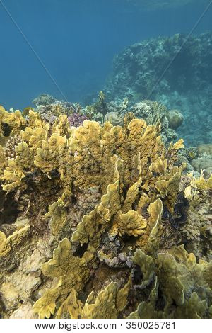Colorful Coral Reef At The Bottom Of Tropical Sea, Yellow Plate Fire Coral ( Millepora), Underwater 