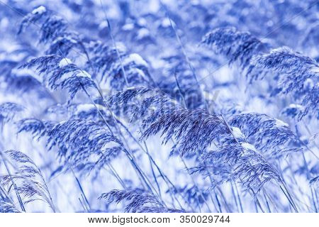 Beautiful Horizontal Background Or Texture Of The 
 Feather Grass Or Kovyl Field Covered With Hoar O