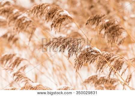 Beautiful Horizontal Background Or Texture Of The 
 Feather Grass Or Kovyl Field Covered With Hoar O