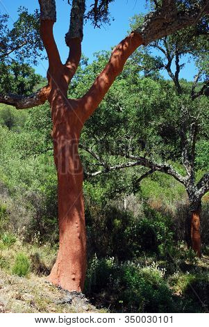 Cork Oaks With Stripped Bark, Sierra De Los Alcornocales, Malaga Province, Andalucia, Spain, Western
