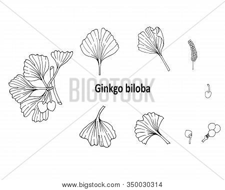 Collection Ginkgo Biloba Branches With Leaves, Flowers, Berries. Set Medical, Isolated Botanical Pla