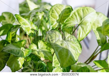 Green Leaves Syngonium Podophyllum Close-up. Indoor Garden House. Indoor Floriculture. Close Up.