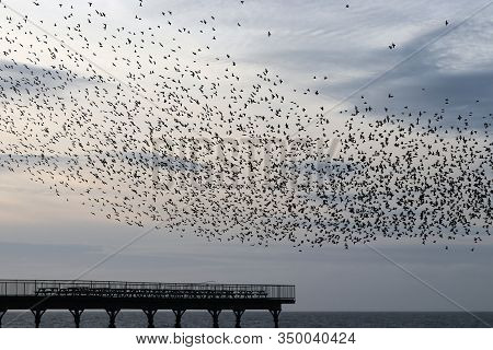 Starlings Murmurating Above The Old Victorian Pier In Aberystwyth