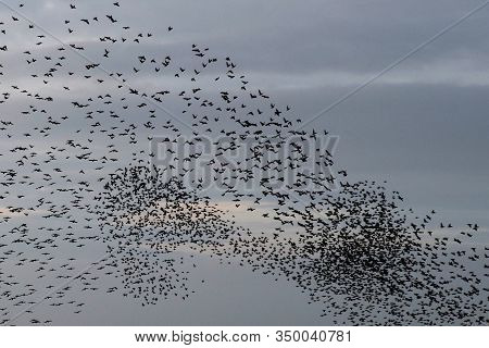A Murmuration Of Starlings Forming Patterns In An Overcast Sky