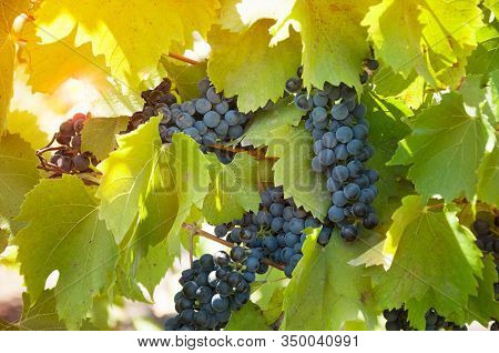 Grapevine With Ripe Clusters Of Varietal Blue Wine Grapes In A Vineyard In Ukraine In The Sunshine.