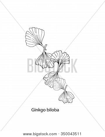 Vector Illustration Of With Leaves Ginkgo Biloba. Hand Drawn.