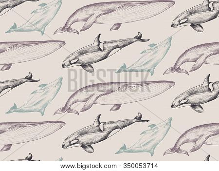 Vector Monochrome Seamless Pattern With Ocean Animals Whale, Dolphin, Orca In Sketch Style.