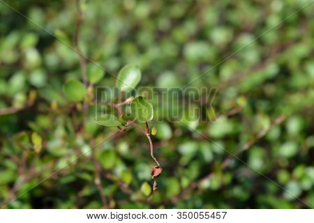Necklace Vine Maori Leaves - Latin Name - Muehlenbeckia Complexa Maori