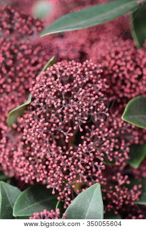 Skimmia Rubesta Flower Buds - Latin Name - Skimmia Japonica Rubesta