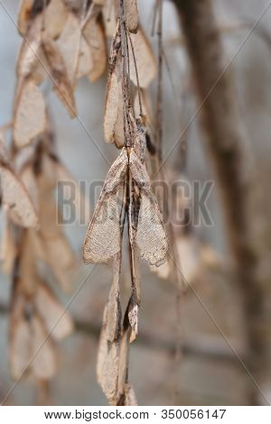 Boxelder Maple Dry Seeds - Latin Name - Acer Negundo