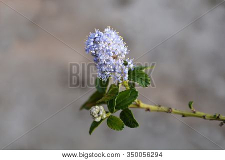 Creeping Blue Blossom - Latin Name - Ceanothus Thyrsiflorus Var. Repens