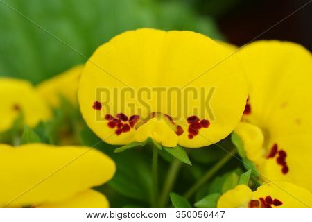 Orange Yellow Slipper Flower - Latin Name - Calceolaria X Herbeohybrida (calceolaria Herbeohybrida H
