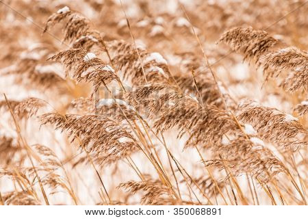Beautiful Horizontal Background Or Texture Of The  Feather Grass Or Kovyl Field Covered With Hoar Or