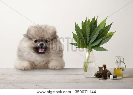 Smiling Pomeranian Puppy Dog And Marujuana Cannabis Sativa Weed Leaves, Flower Bud And Cbd Oil In Gl