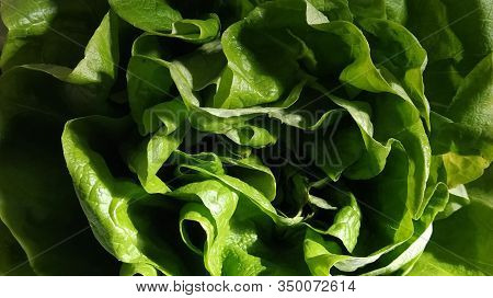 Lettuce In The Sink. Green Leaves Are Lit By The Morning Sun. Diet Product For Weight Loss And Prope