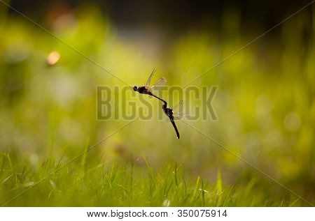 Dragonfly Mating Season In Sweden With A Closeup