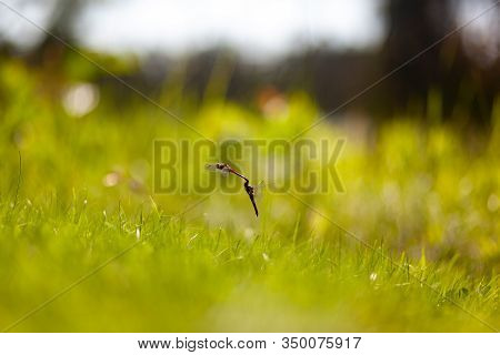 Dragonfly Mating In Early Summer In Sweden