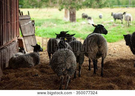Sheep In Sweden Resting From The Summer Sun