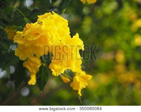 Yellow Elder, Trumpetbush, Trumpetflower, Trumpet Flower Name Scientific Name Tecoma Stans Blooming 