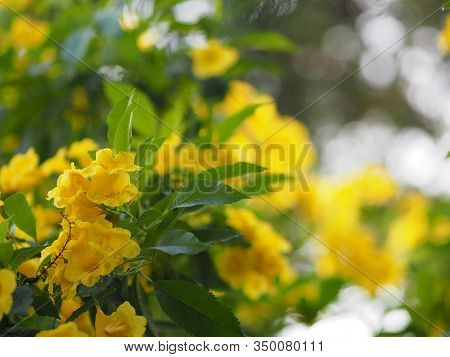Yellow Elder, Trumpetbush, Trumpetflower, Trumpet Flower Name Scientific Name Tecoma Stans Blooming 