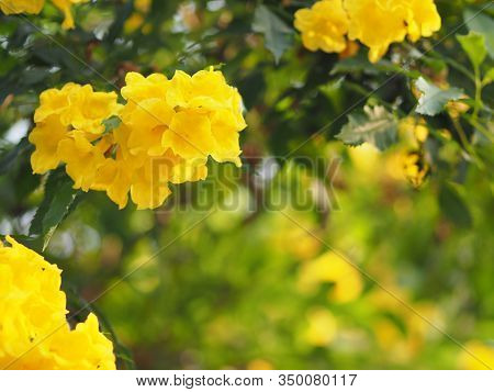 Yellow Elder, Trumpetbush, Trumpetflower, Trumpet Flower Name Scientific Name Tecoma Stans Blooming 