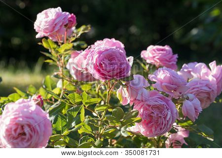 Beautiful Pink Rose In A Garden In Sunny Day