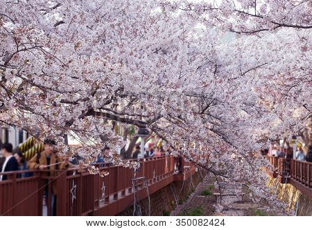 Jinhae, South Korea - April 2, 2019 : Tourists Taking Photos Of Spring Cherry Blossom Festival At Ye