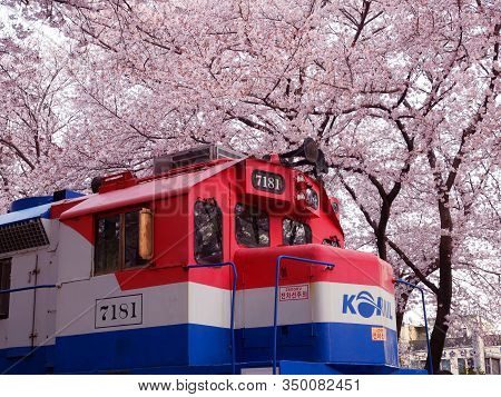 Jinhae, South Korea - April 2, 2019 : Beautiful Cherry Blossom Festival At Gyeonghwa Railway Station