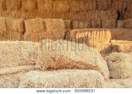 Piled Stacks Of Dry Straw Collected For Animal Feed. Dry Baled Hay Bales Stack.