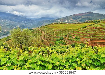 Douro Valley. Portugal Vineyard Countryside Landscape. Alto Douro Doc Wine Making Landscape.