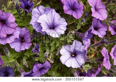 Colourful Petunia Petunia Hybrida Flowers Flowerbed With Multicoloured Petunias