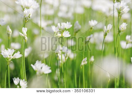 Decorative Onion Bloom. Flowers Of Wild Allium Ericetorum In Spring, Selective Soft Focus.