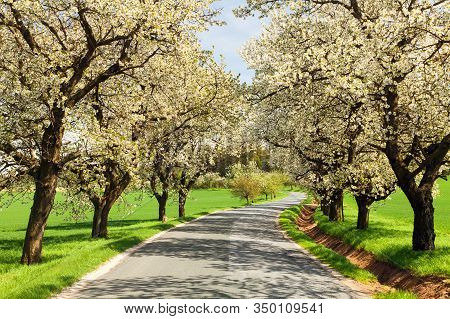Road And Alley Of Flowering Cherry Trees In Latin Prunus Cerasus With Beautiful Sky. White Colored F