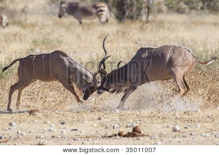 รถใหญ่ในอุทยานแห่งชาติโรงแรม นามิเบีย