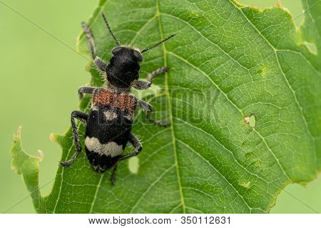 Beetle Clerus Mutillarius Sitting On A Leaf In Czech Republic