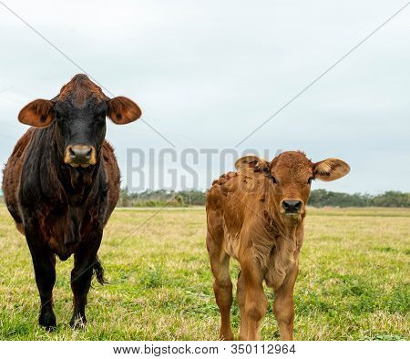 Beef Cattle Livestock. Cow And Calf Facing Camera.