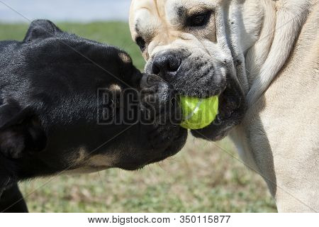 Cadebo Black And Fawn Dogs Share A Yellow Tennis Ball, And Fight, Play, On A Walk In The Summer In T