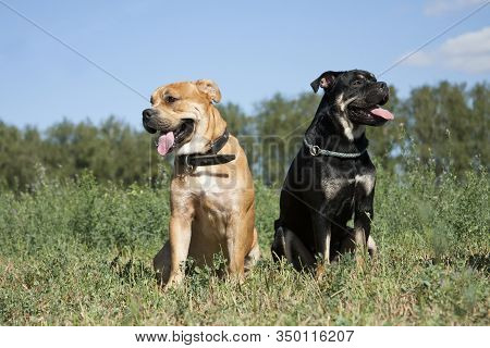 Cadebo Black And Red Dogs Sit On Green Grass In Summer In A Field, Outdoors