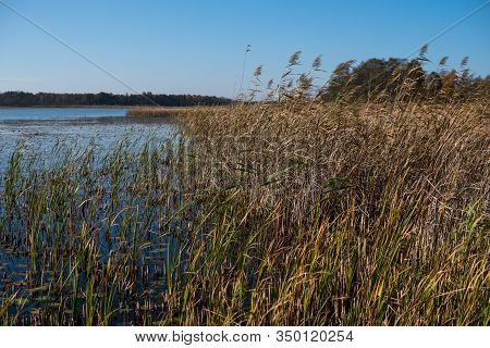 Phragmites On A Shore Of A Dystrophic Lake