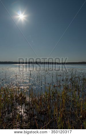 Phragmites On A Shore Of A Dystrophic Lake