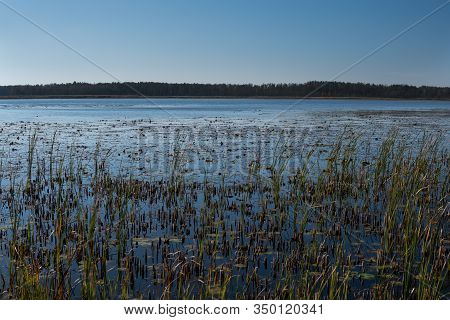 Phragmites On A Shore Of A Dystrophic Lake