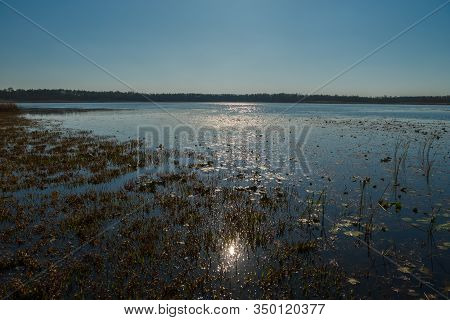 Phragmites On A Shore Of A Dystrophic Lake