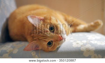 Cute Cat Is Sitting At Home On The Chair. Funny Red Tabby Ginger Cat In Cozy Home Atmosphere. Lying 